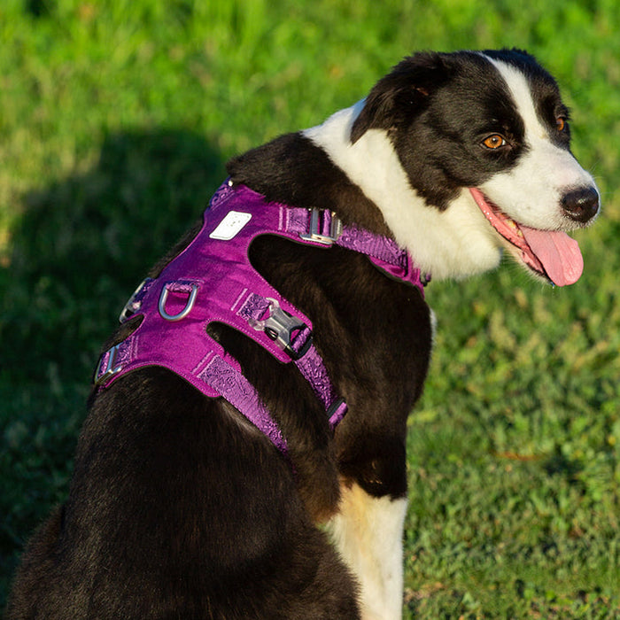 Truelove Escape Proof Dog Waterproof Adjustable  Whinhyepet Harness Purple XS