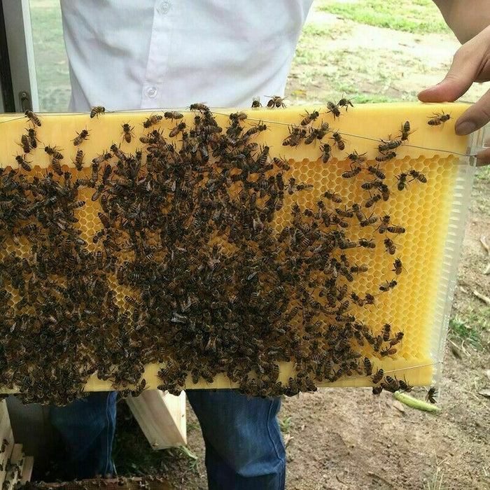 Neweast 7Pcs Flow Bee Comb Hive Frames For Wooden Beekeeping Beehive House