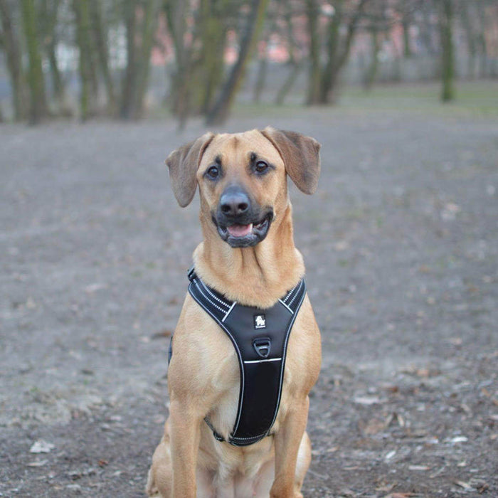 Truelove No-Pull Dog Sleek Sports  Puppy Reflective Heavy Duty Harness Black M