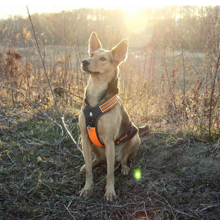 Truelove No-Pull Dog Sleek Sports  Puppy Reflective Heavy Duty Harness Orange XL