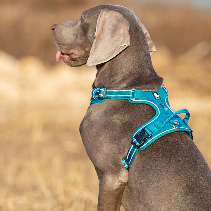 Truelove Adventurer Dog Doggie Adjustable No Pull Harness Blue L