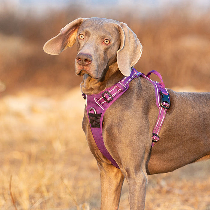 Truelove Adventurer Dog Doggie Adjustable No Pull Harness Purple L