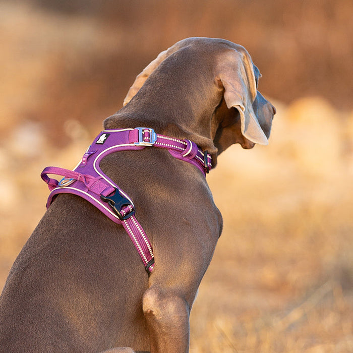 Truelove Adventurer Dog Doggie Adjustable No Pull Harness Purple M