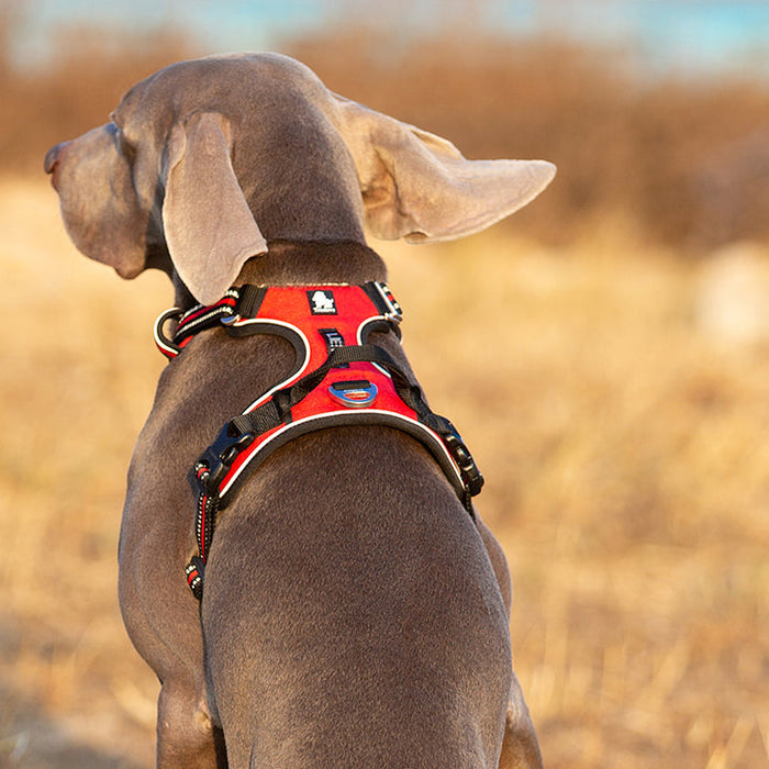 Truelove Adventurer Dog Doggie Adjustable No Pull Harness Red L