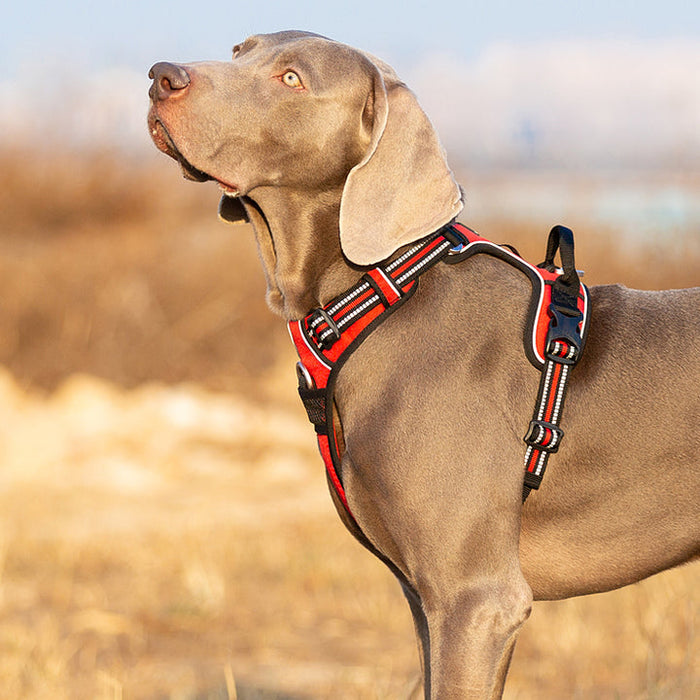 Truelove Adventurer Dog Doggie Adjustable No Pull Harness Red XS