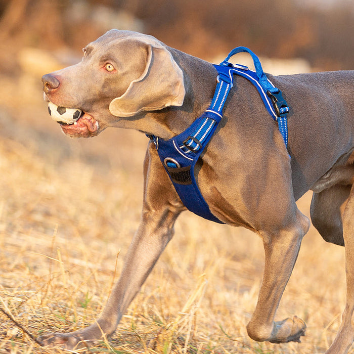 Truelove Adventurer Dog Doggie Adjustable No Pull Harness Royal Blue S