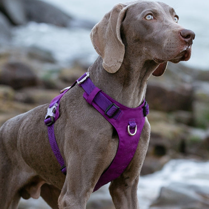 Truelove No-Pull Dog Sleek Sports  Puppy Lightweight Harness Purple S