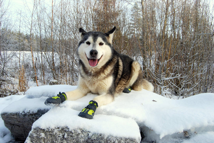 True Love Shoes Weatherproof  Doggie Shoes Velcro Straps  Outdoor Black Size 2